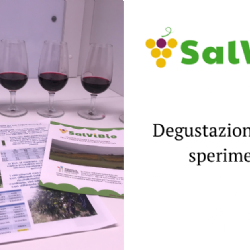 Tasting of experimental wines produced within SalViBio project