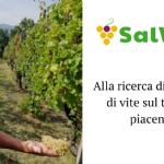 Searching for vine accessions in Piacenza province