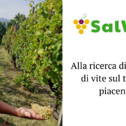 Searching for vine accessions in Piacenza province