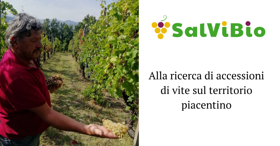 Searching for vine accessions in Piacenza province