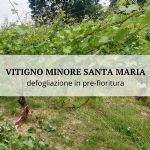 The Salvibio project at Conavi 2022 with a study on the minor grape variety Santa Maria