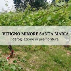 The Salvibio project at Conavi 2022 with a study on the minor grape variety Santa Maria