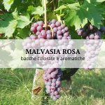 La Malvasia Rosa, la mutazione spontanea della Malvasia piacentina che produce bacche colorate e aromatiche