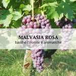 Malvasia Rosa, the spontaneous mutation of Malvasia piacentina that produces colorful and aromatic berries