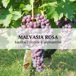 Malvasia Rosa, the spontaneous mutation of Malvasia piacentina that produces colorful and aromatic berries