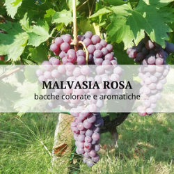 MALVASIA ROSA