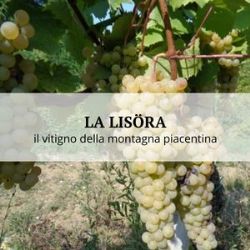 Lisöra, the grape variety of the mountains of Piacenza