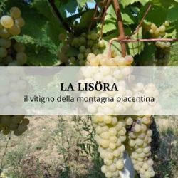 il vitigno della montagna piacentina