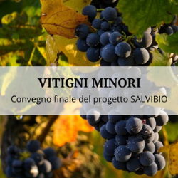 Minor grape varieties: an innovation tool for the revitalization of viticulture in Piacenza