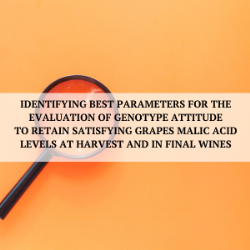 Identifying best parameters for the evaluation of genotype attitude to retain satisfying grapes malic acid levels at harvest and in final wines