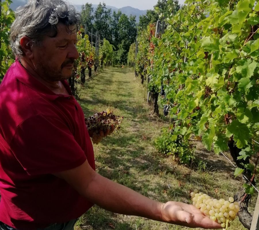 Massina Winery