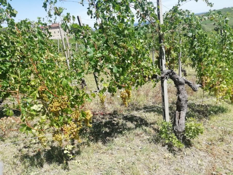Malvasia di Candia aromatica